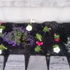 Garden 2016